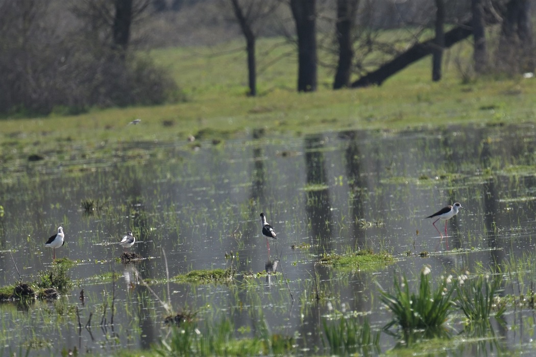 Black-winged Stilt